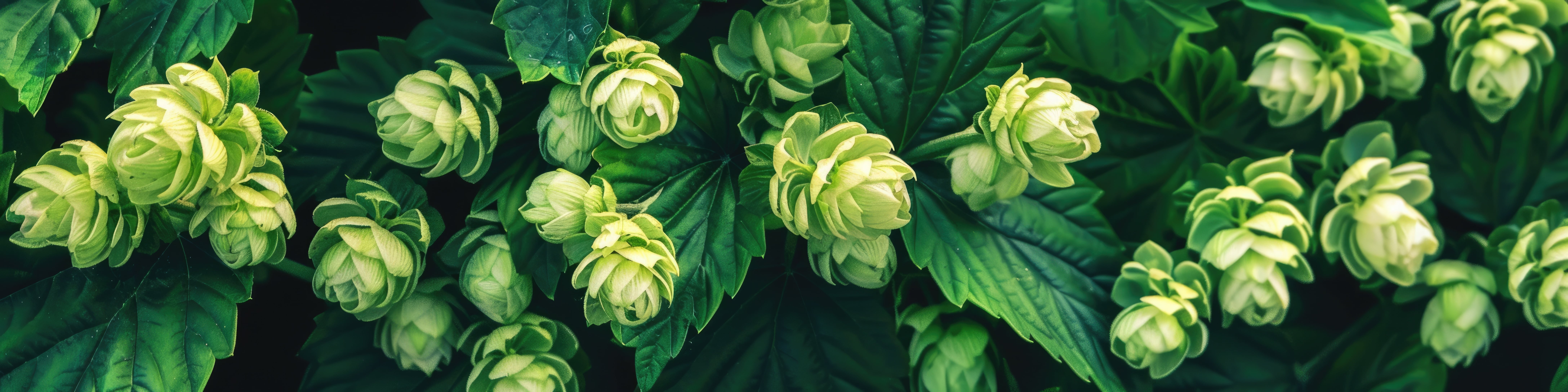Beautiful hops on a dark background