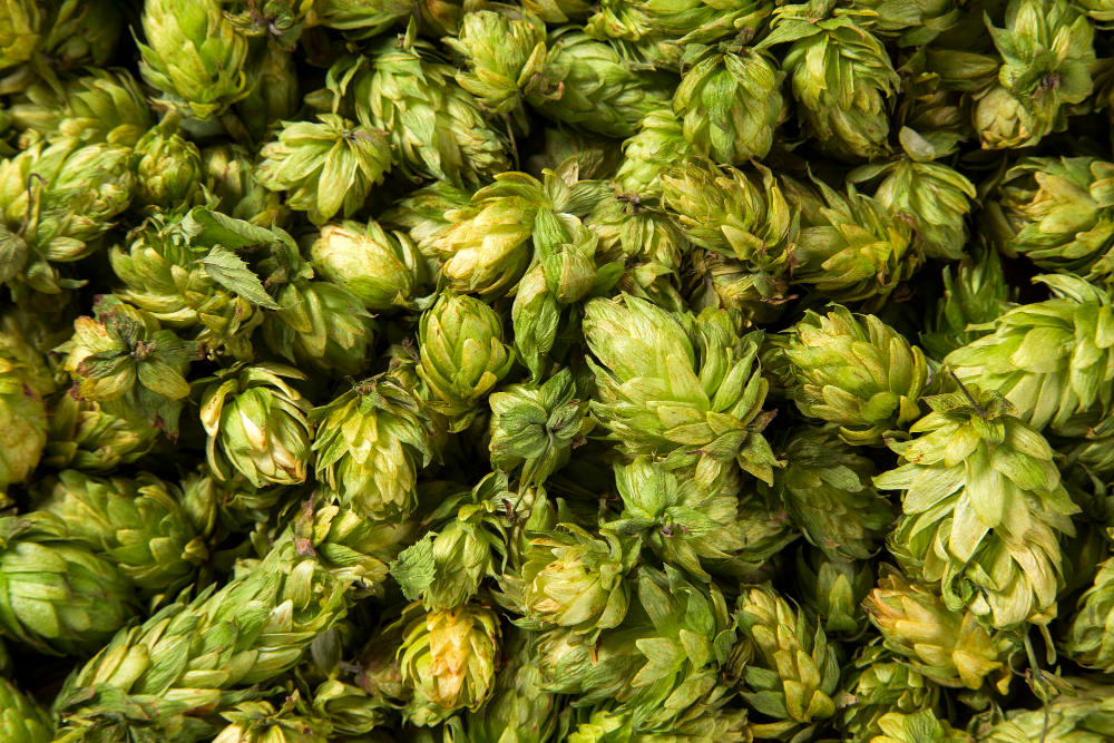 Centennial Hops