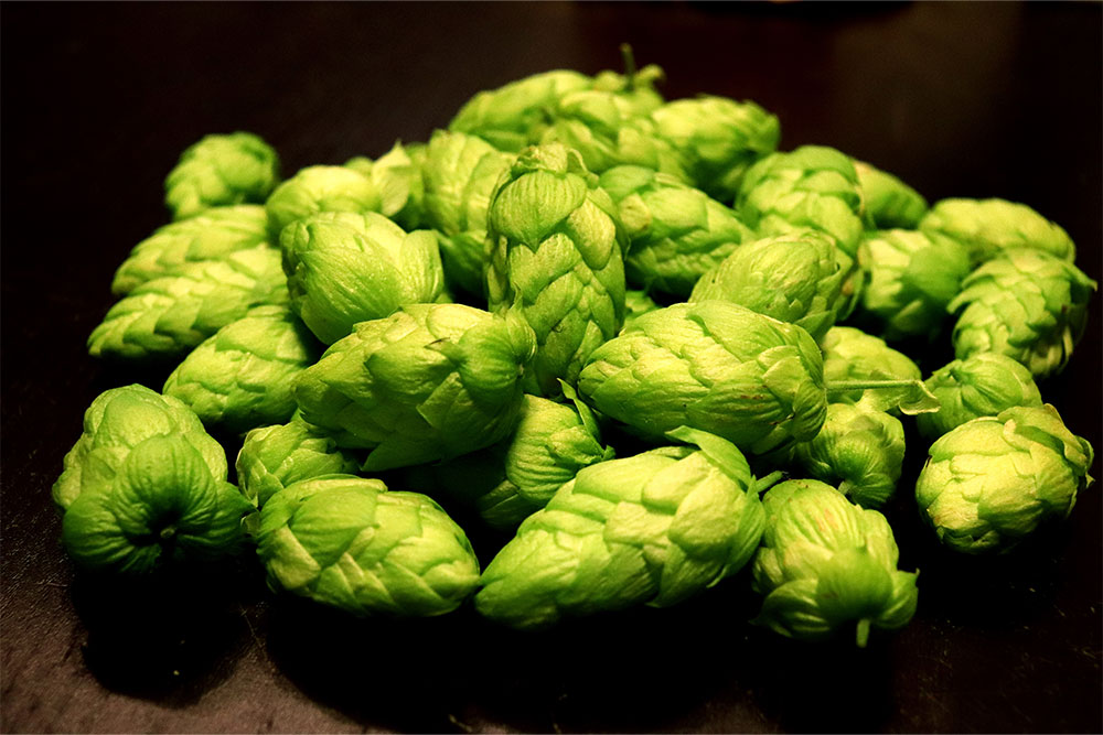 Citra Hops