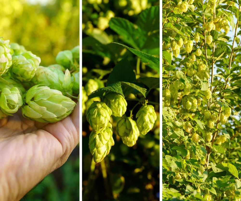 West Coast IPA - All-Grain Kit