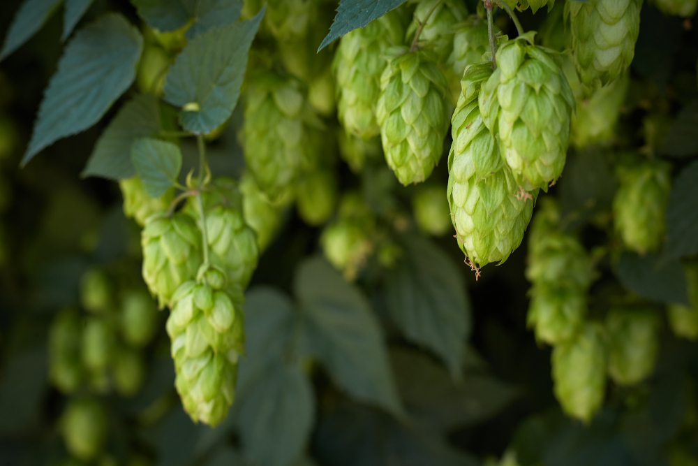 mosaic-hops