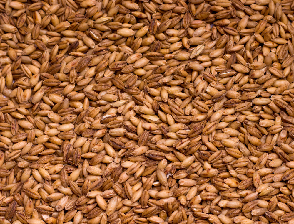 Pilsner Malt