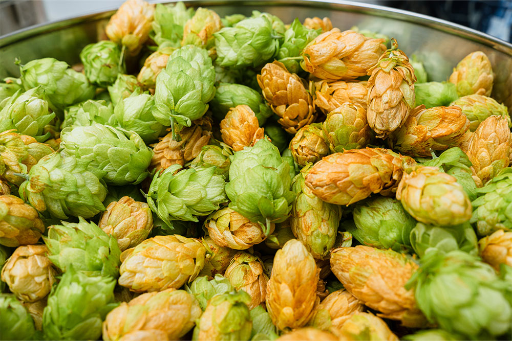 Saaz Hops