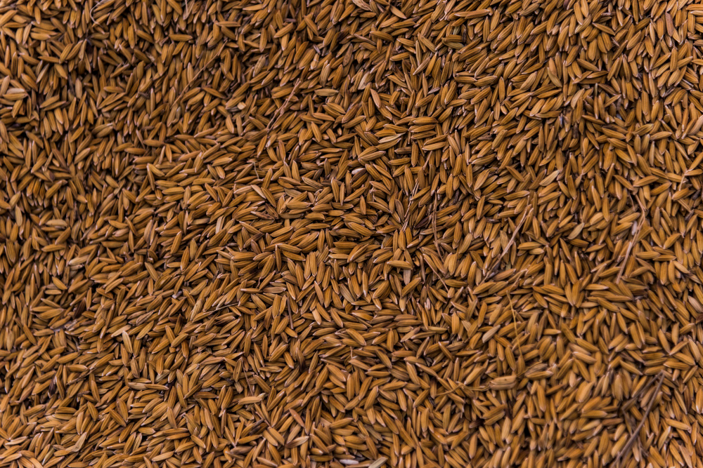 Blanche Malt